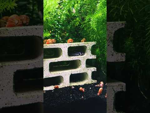 Bettas & Plecos... 