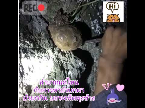 ปีนหน้าผาเพื่อเก็บบัวบกผา-หายา ปีนหน้าผาเพื่อเก็บบัวบกผา-หายา
