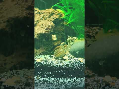 🔥Fire Eel wants food! (Yes he was fed soon afte 
