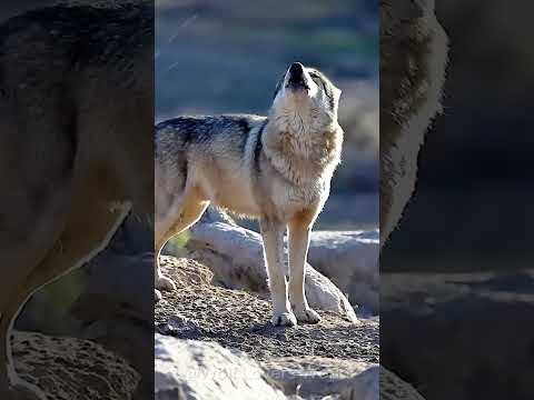 Different Wolf Howls Amazing Sounds 🐺 #wolf #wolfhowl #blackwolf #graywolf #shorts