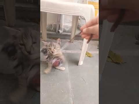 Playing cats 🤌🏻✨