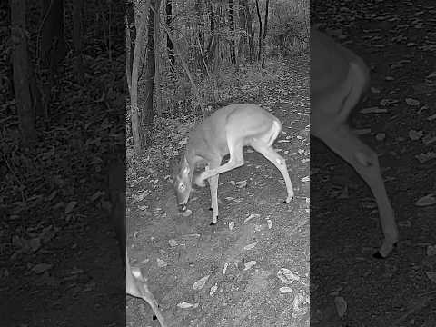 ADORABLE FAWN SCRATCHING HER HEAD | Cute Baby Deer Caught on Camera 🦌 #shorts