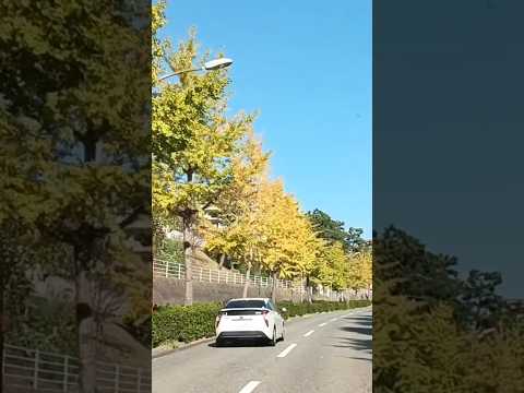ドライブ🚗銀杏並木もう少し大好きな路
