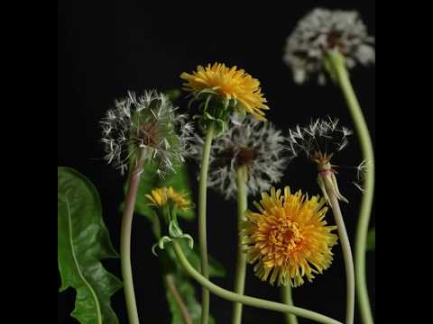 DANDELION flower, Cold Porcelain clay, more on my INSTAGRAM @christina_wallis_flowers