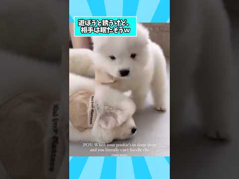 仕事疲れをリフレッシュ！可愛いサモエド子犬動画5選 サムネイル