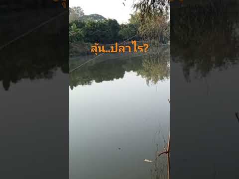 ลุ้นปลาอะไรfishingreelsfis