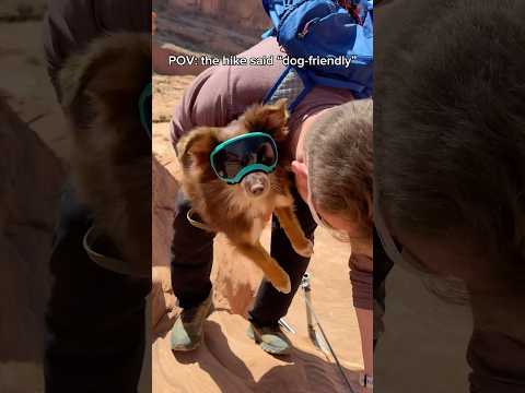 Hiking with my dog #dogshorts #funnydog #jet2holidays