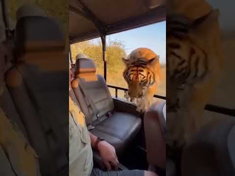 Tiger enters the safari car #wildlife #animals