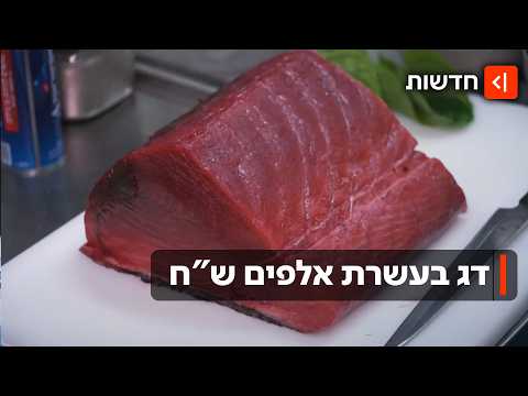 דג שעולה אלפי שקלים: הטונה הכי מבוקשת בים התיכון הגיעה לביקור השנתי