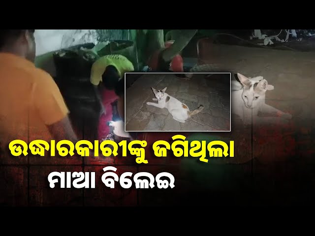 ବୋରୱେଲରେ ପଡ଼ି ଯାଇଥିଲା ଛୁଆ ବିଲେଇ, ୩ ଘଣ୍ଟାର ପରିଶ୍ରମ ପରେ ଉଦ୍ଧାର ହେଲା ||Knews Odisha