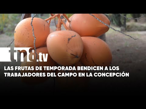 Fincas diversificadas sustentan la economía del municipio de La Concepción