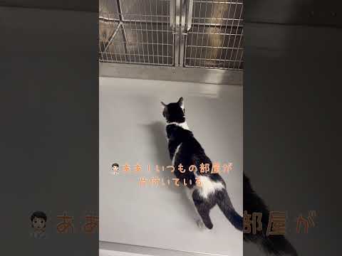 あれ?いつもの部屋がない…後頭部に感情が溢れる愛猫れいちゃん【愛猫れいちゃん】#cat #猫 #保護猫 #shorts