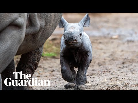 Endangered eastern black rhino born at Chester zoo