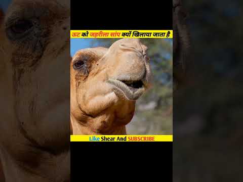 उंटो को जिंदा और जहरीला सांप क्यों खिलाया जाता है #shorts