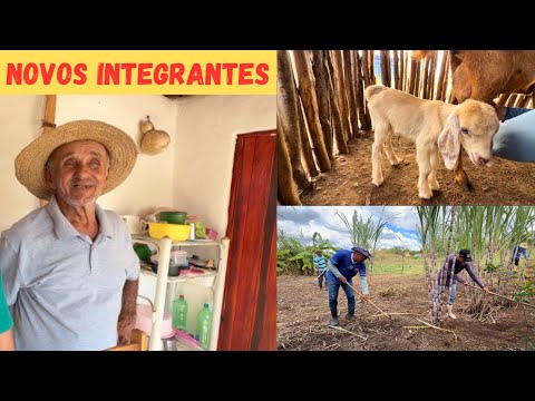Novos Integrantes no Sítio Vejam Só Benção de Deus + Serviço na Área Antigo Mini Sítio