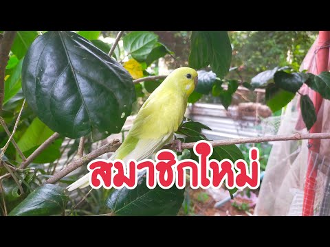 เปิดตัวน้องใหม่น้องขมิ้น|นก