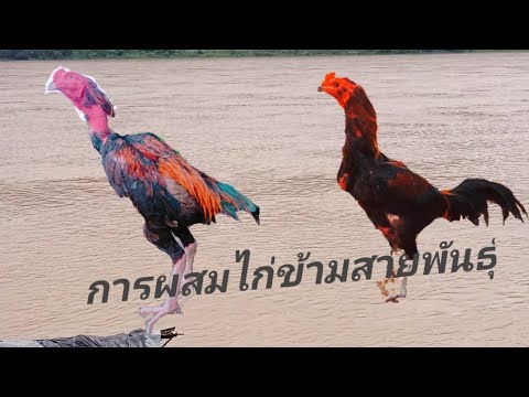 การผสมไก่ข้ามสายพนธ์ุ-ให้ออกมา การผสมไก่ข้ามสายพนธ์ุ-ให้ออกมา