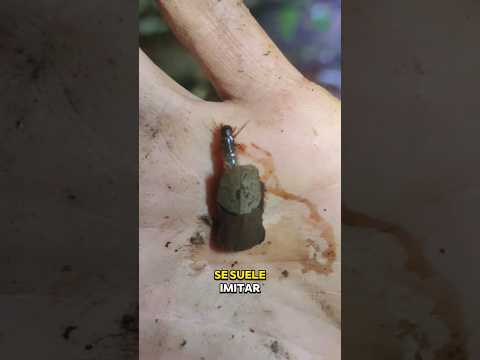 Un insecto inusual #insectos #animales #biologia #short #españa #viral