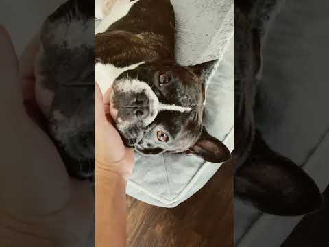 He’s feeling better! #shorts #frenchbulldog