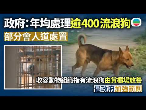 元朗狗咬死人｜政府指年均處理逾400流浪狗　部分會人道處置　收容動物組織指有流浪狗由貨櫃場放養　倡政府加強罰則｜香港新聞｜無綫新聞｜TVB News｜2026/09/22