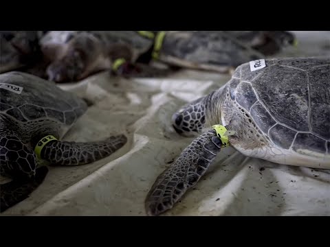 Texas | Rescatan a casi 5 mil tortugas “aturdidas por el frío”