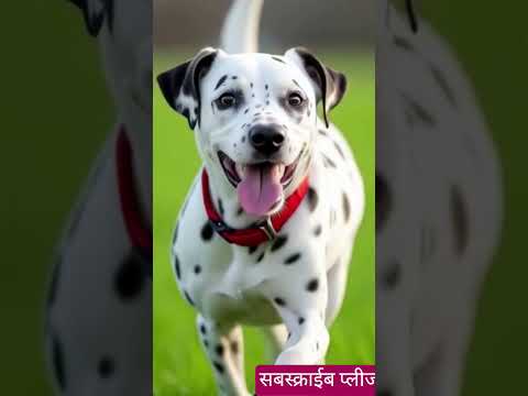 😄 dog video ,😁