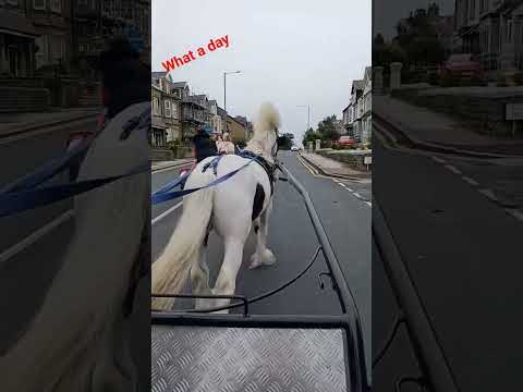 morecambe 🐎 horse drive @paddy's pony the white stalion moses