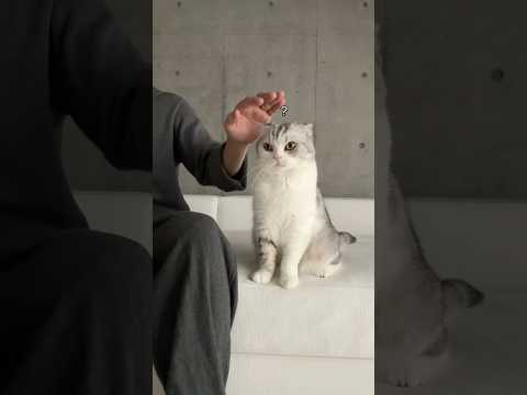 猫の動画サムネイル - 😾？ #cat #猫