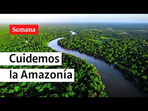 ¿Cómo proteger la Amazonía de la deforestación?