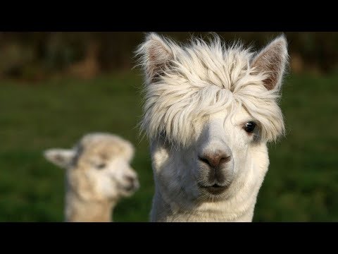 Científicos chilenos estudian los anticuerpos de las alpacas para combatir el COVID-19