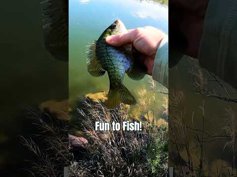 You Can Only Fish 5 Panfish Flies!