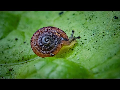 Endangered pea-sized snails bred by UK zoo are set free on Atlantic island | ITV News