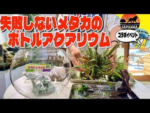 もう失敗しないメダカのボトルアクアリウム（メダカ屋サバンナさんのイベントでワークショップやります）