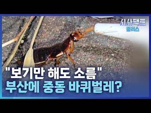 [시사팩트 플러스] "암컷 한 마리가 350마리 낳아"… '중동 바퀴벌레'가 왜 부산항에?