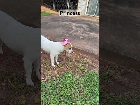 Dog #family #dog #pets #mascot #terrier