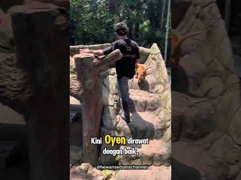 Oyen: Kucing Oren Yang Menjadi Bintang Di Kebun Binatang Malaysia