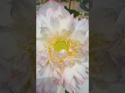 🙏🔥Lotus bloomed in #morning❣️Let your #inner light#shine