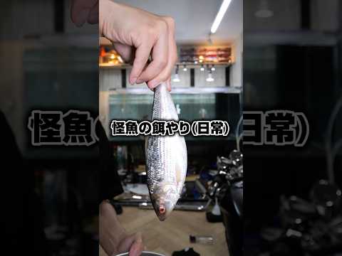 巨大怪魚の餌やり(日常) #アクアリウム  #monsterfish #shorts