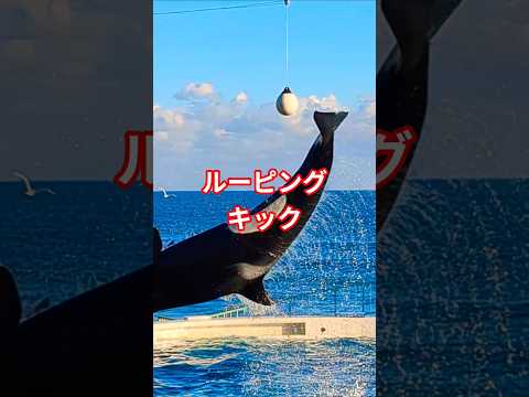 余裕の🫍ルーピングキック🩷鴨川シーワールド🎀5/6から5/31は千葉県野田市・四街道市・富里町・印西市・東金市の方は大人￥3,300→￥2,700🌸小人￥2,000→￥1,600🌸🫍リュック可愛い❤️