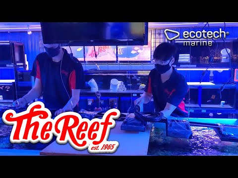 MAJOR CORAL LIGHTING UPGRADE! | FROM 6 HALIDES TO  Check out the new and improved lighting system over our three coral raceways at the store! You can R
