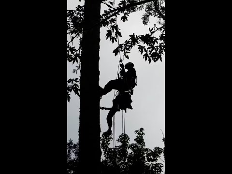 A parachuter was rescued after getting stuck in a tree