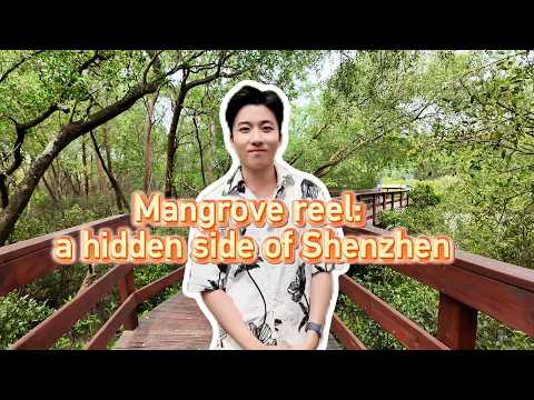Mangrove reel: A hidden side of Shenzhen