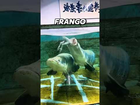 Joguei um frango no lago?!😱 #shorts