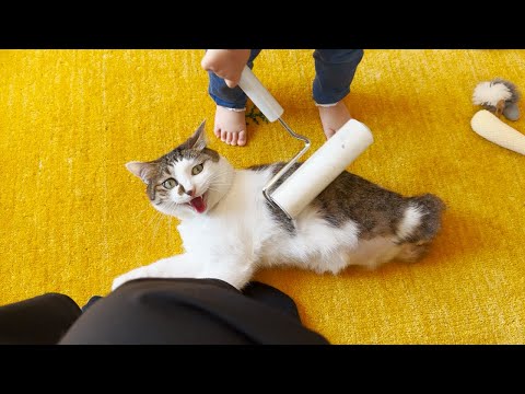 お世話したい妹に仕方なく付き合ってあげる優しい猫たち