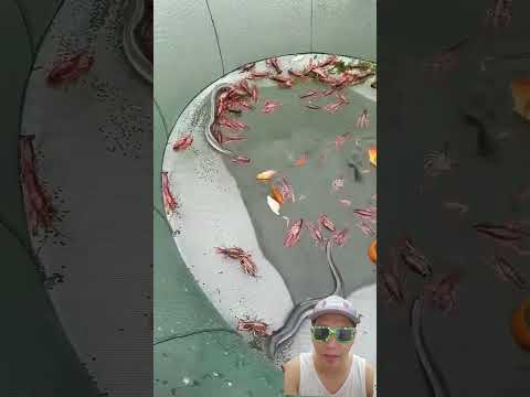 Mancing Ikan Pakai Payung ⁉️ #trendingshorts