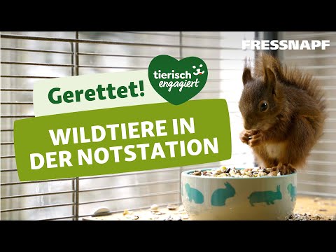 Wildtierstation rettet Eichhörnchen - Karins Engagement | Tierisch engagiert | FRESSNAPF