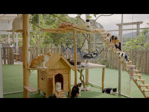 新しいキャットタワーに興味津々な猫たちの反応がたまらなく可愛い！