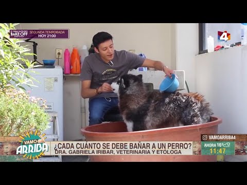 Vamo Arriba - ¿Cómo cuidar la higiene de tu mascota?