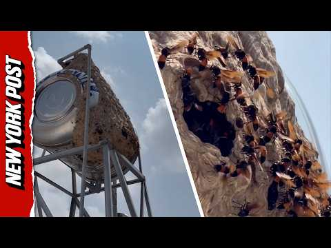 Giant Hornet Nest SWALLOWS Rooftop Water Tank In Vietnam