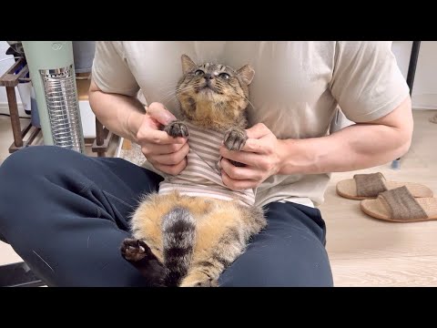 【最終回】虐められて保護した猫の様子を久しぶりに見に行ったら家猫生活が幸せすぎてこうなってました…